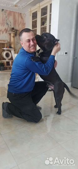 Дрессировка собак кинолог