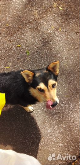 Собака ищет дом