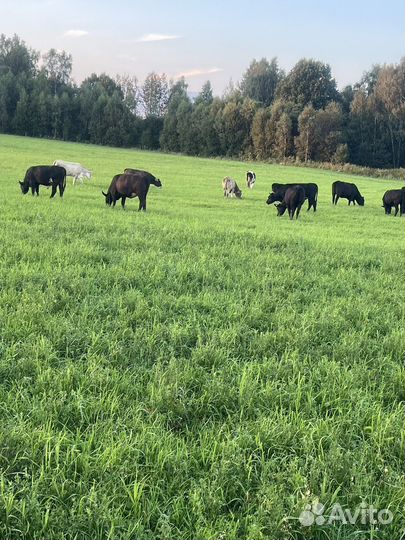 Телки и быки на мясо