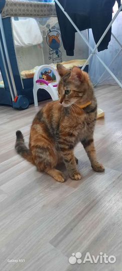 Отдам бесплатно кошку