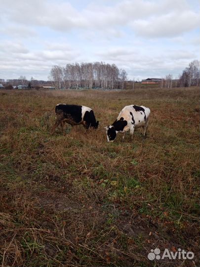 Продажа крс, бык, корова, тёлка
