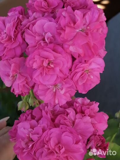 Пеларгонии сортовые