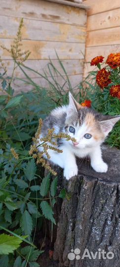 Отдаём котёнка девочку