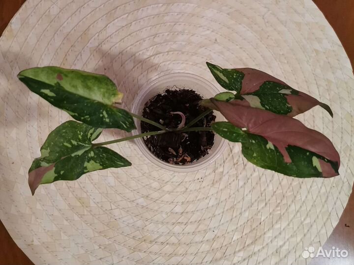 Сингониумы сортовые