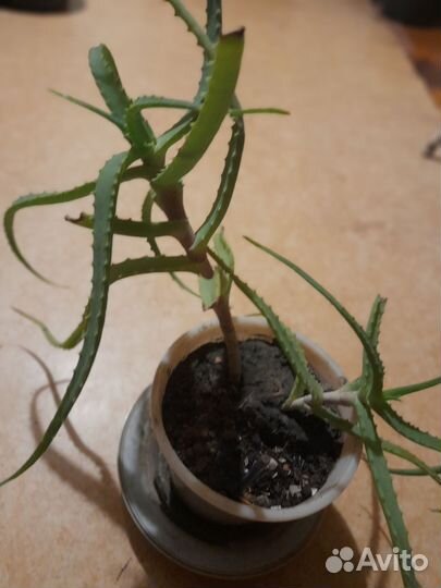 Хлорофитум