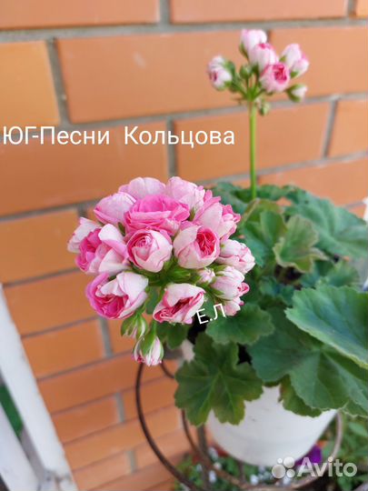 Пеларгония герань