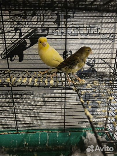 Конорейки (пара)