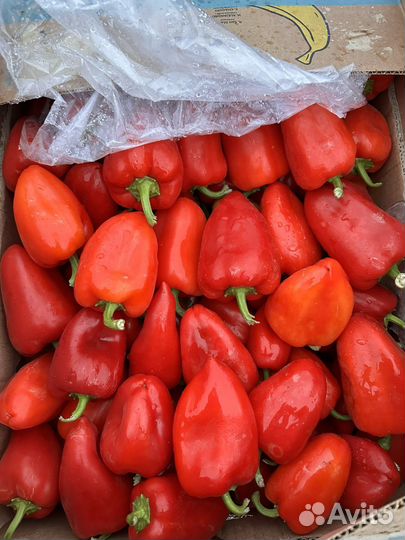 Перец болгарский красный