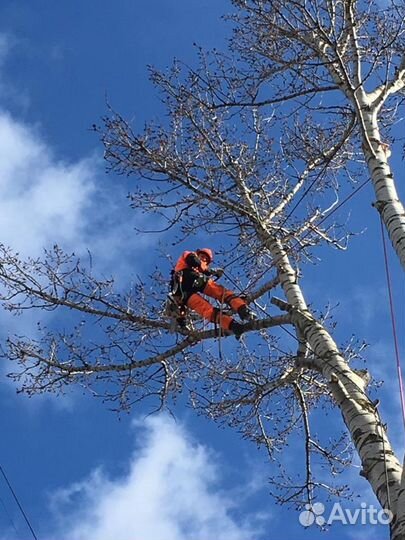 Спил деревьев