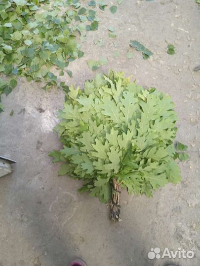 Дубовые веники