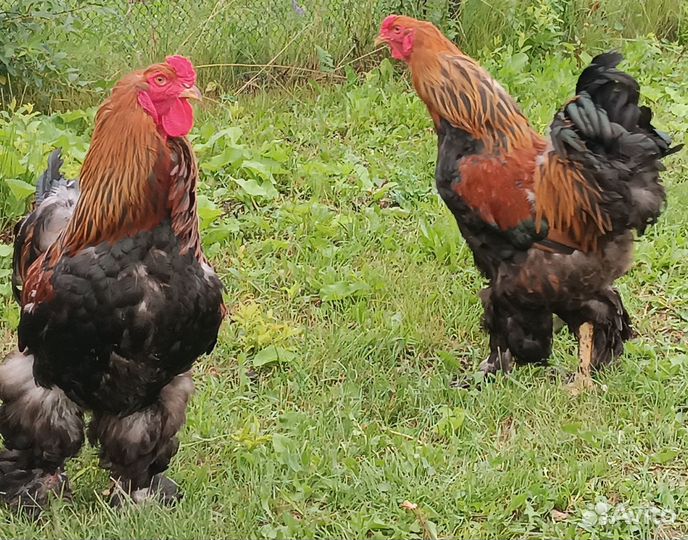 Брама петухи