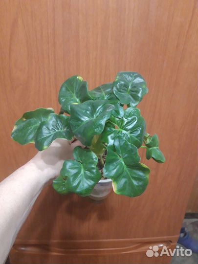 Филодендроны