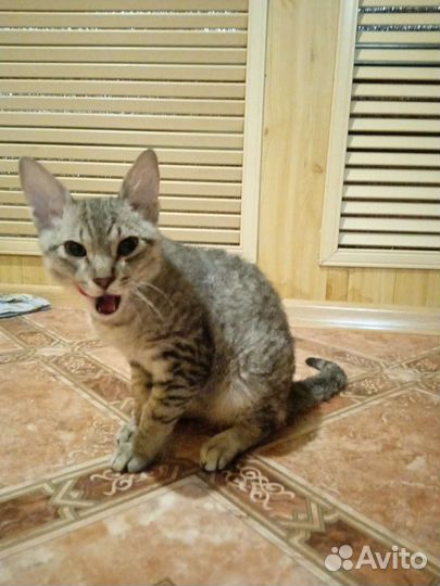 Отдам кота в добрые руки