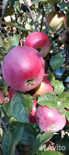 Яблоки сорт Москвичка
