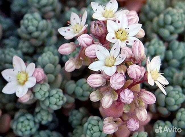 Седум дасифиллюм