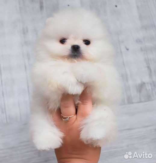 Померанский шпиц мини