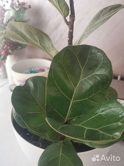 Фикус лирата бамбино