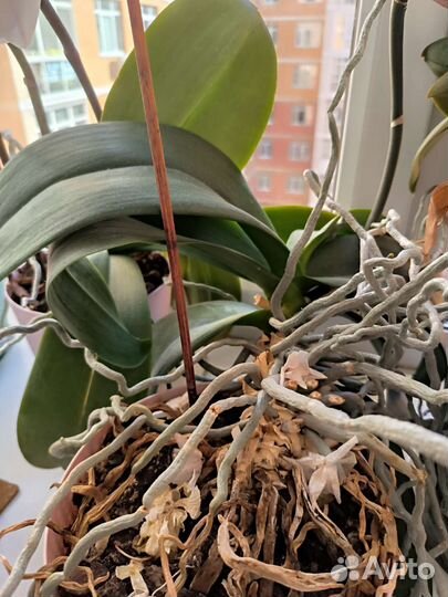 Орхидея белая