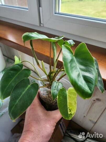 Филодендрон бурле маркс вариегатный