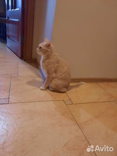 Кот в добрые руки