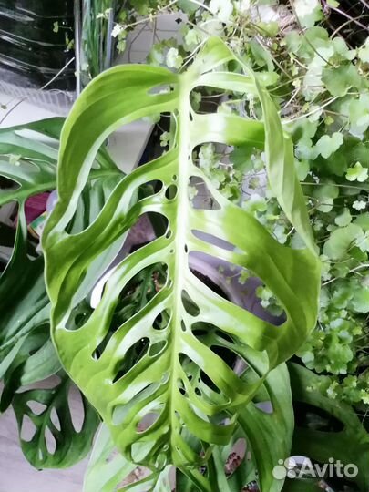 Монстера Фридрихшталя