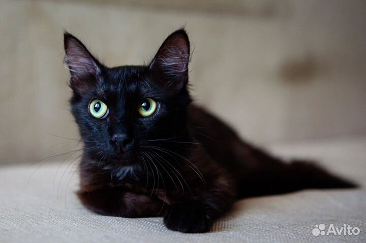 Черный пушистый котенок в дар