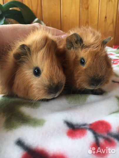 Морские свинки. Доставка по РФ