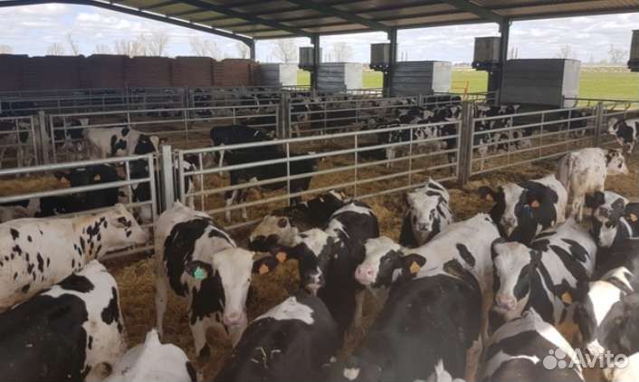 Бычки телята