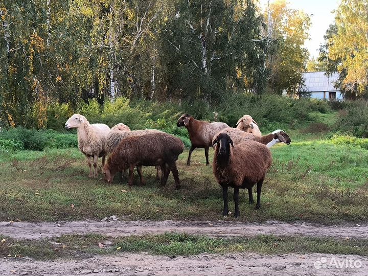 Продаются бараны