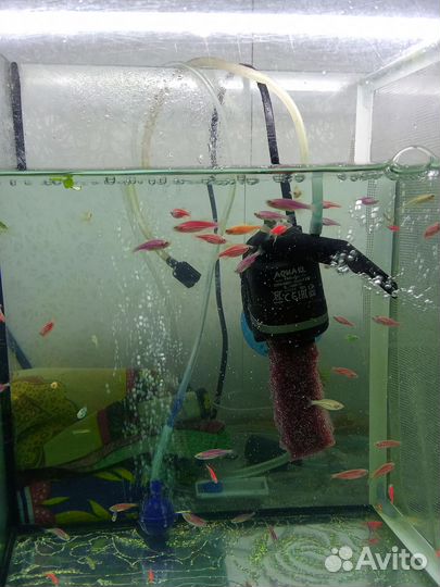 Аквариумные рыбки