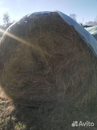 Продам сено в рулонах