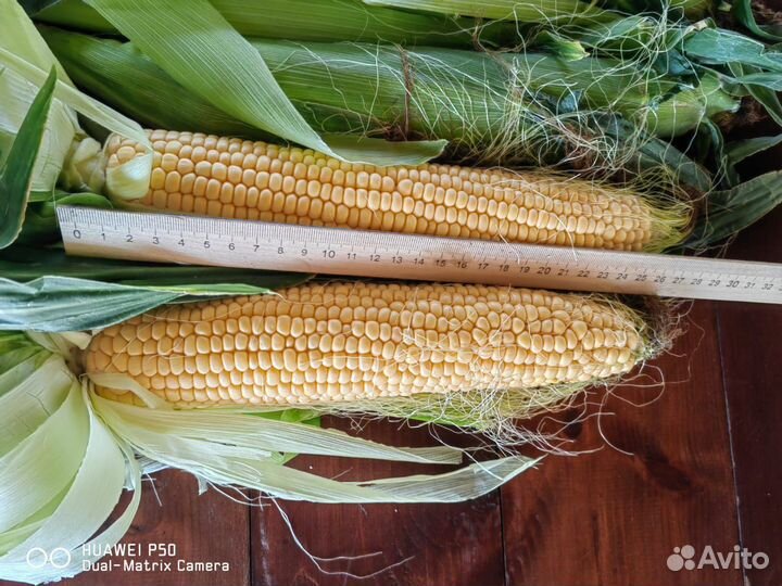 Кукуруза в початках