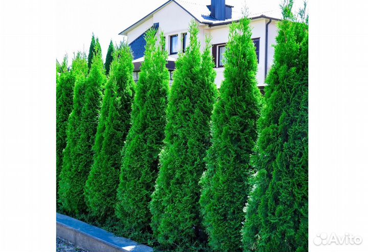 Туя смарагд саженцы