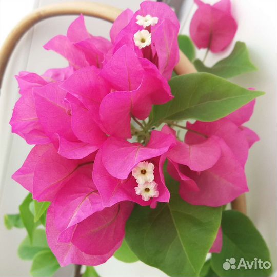 Бугенвиллея