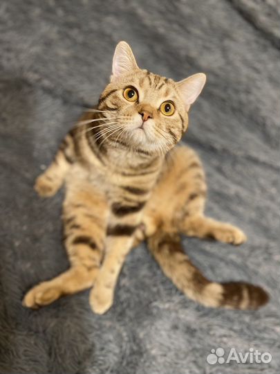 Кот шотландец на вязку