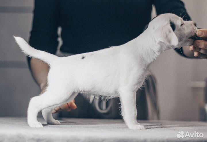 Щенки Парсон рассел терьер