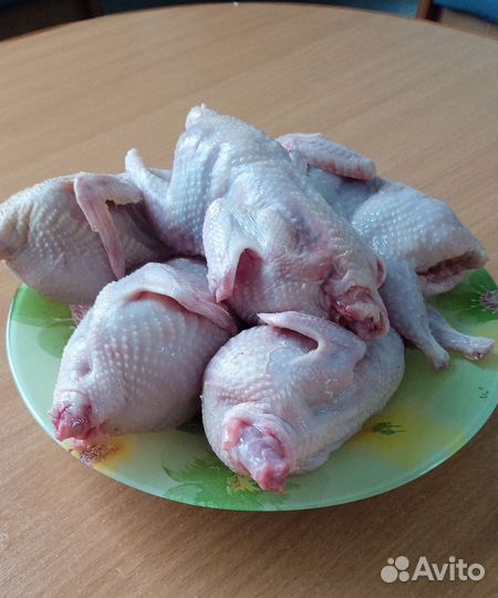 Перепела продажа