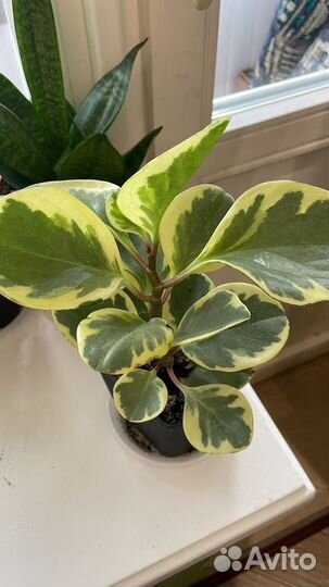 Пеперомия вариегатная
