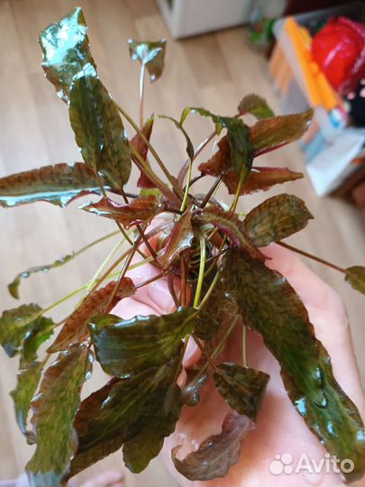 Криптокорина, Буцифаландры, Стаурогин и тд