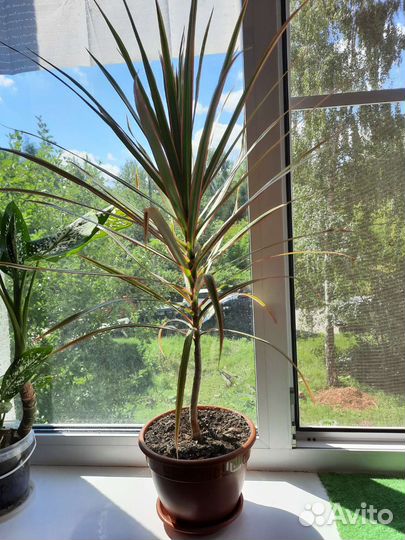 Комнатные цветы