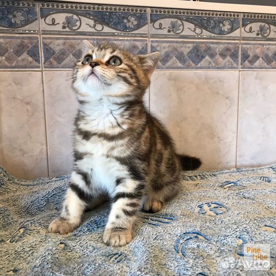 Шотландские котята девчушки мраморная и пятнистая