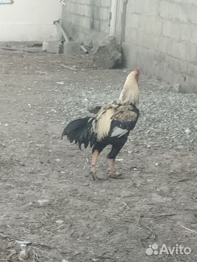 Бойцовский петух