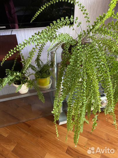 Комнатные цветы