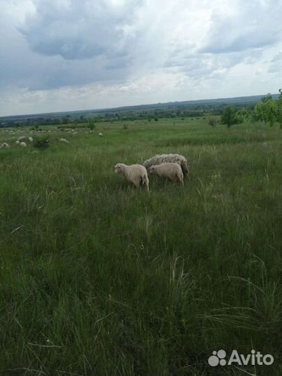 Овцы бараны ягнята оптом