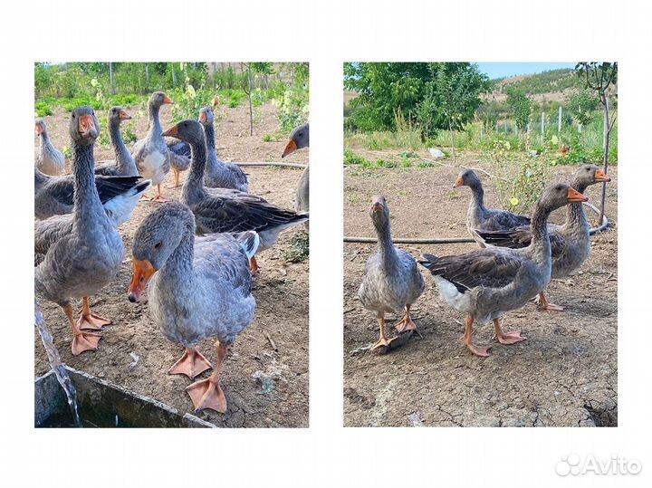 Гуси крупно серые домашние
