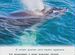 Книга Акулы, киты и дельфины (Энциклопедия)