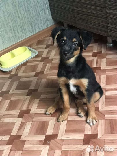 Щенок в добрые руки