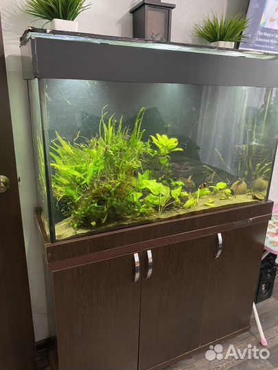 Аквариум