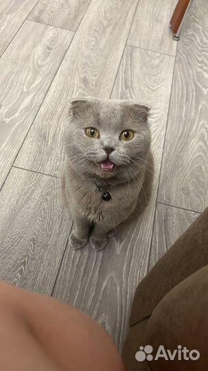 Британский вислоухий кот