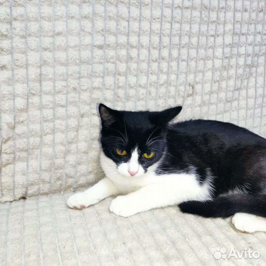 Кошка в дар бесплатно